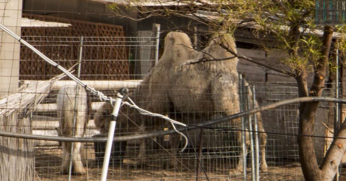 Cammelli e lama: nel quartiere Japigia di Bari c'� uno ''zoo'' nascosto e misterioso